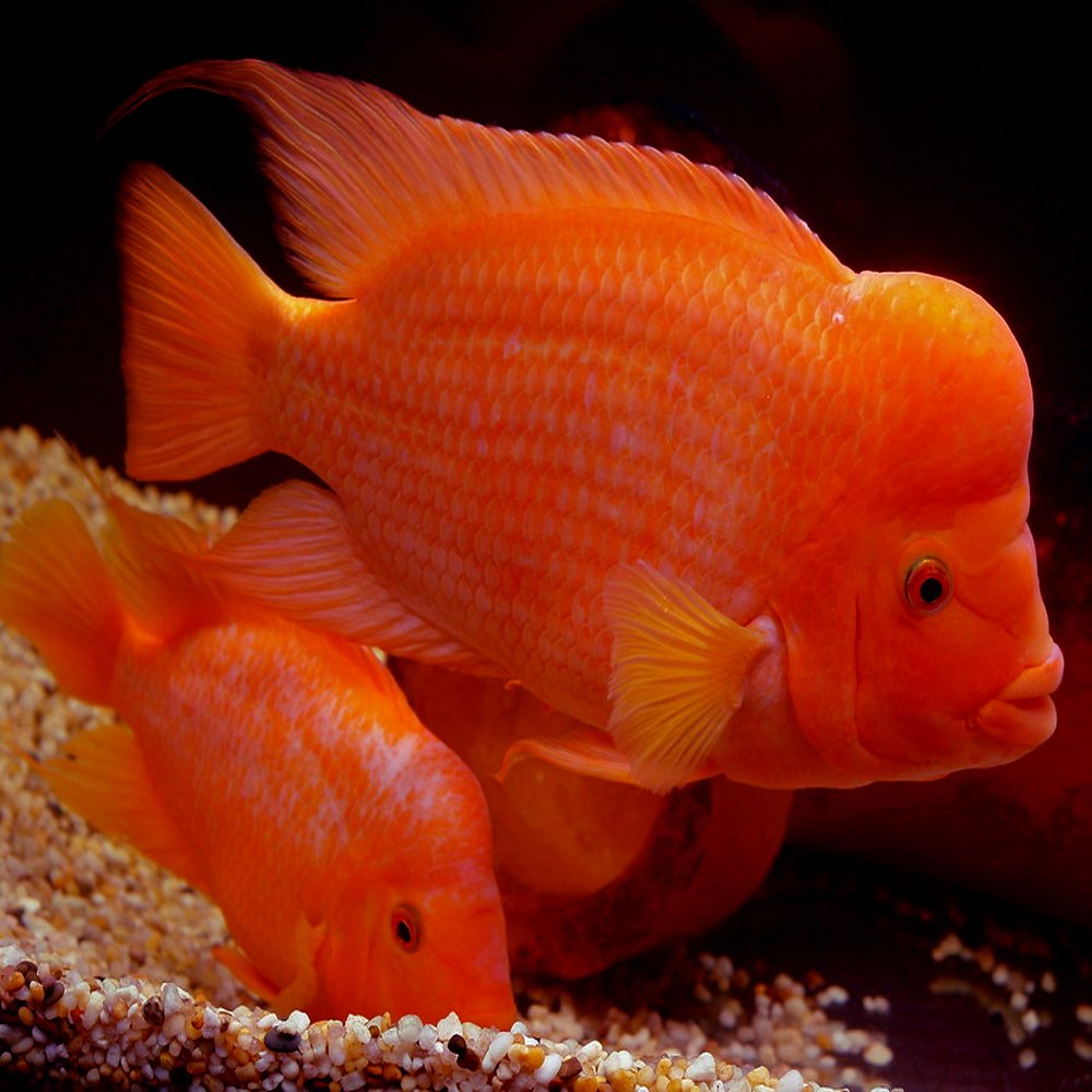 Red Devil Cichlid