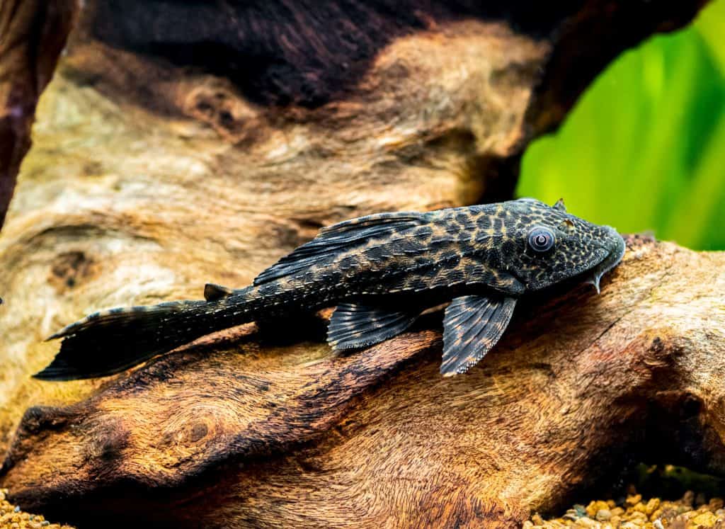 Trinidad Pleco