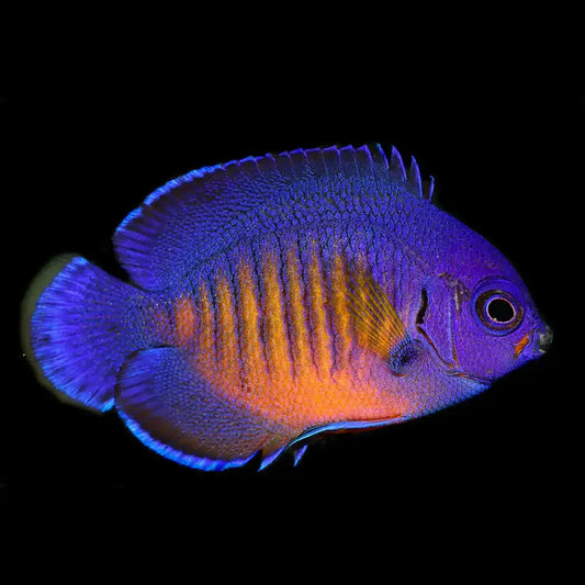 Coral Beauty Angelfish.