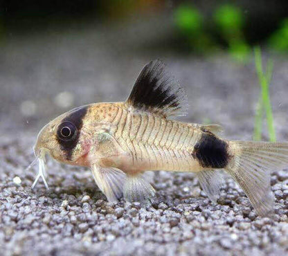 Panda Cory Cat.