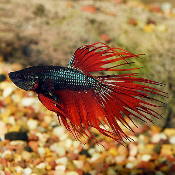 Crown Tail Betta, Male.