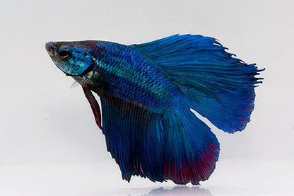 Betta, Male