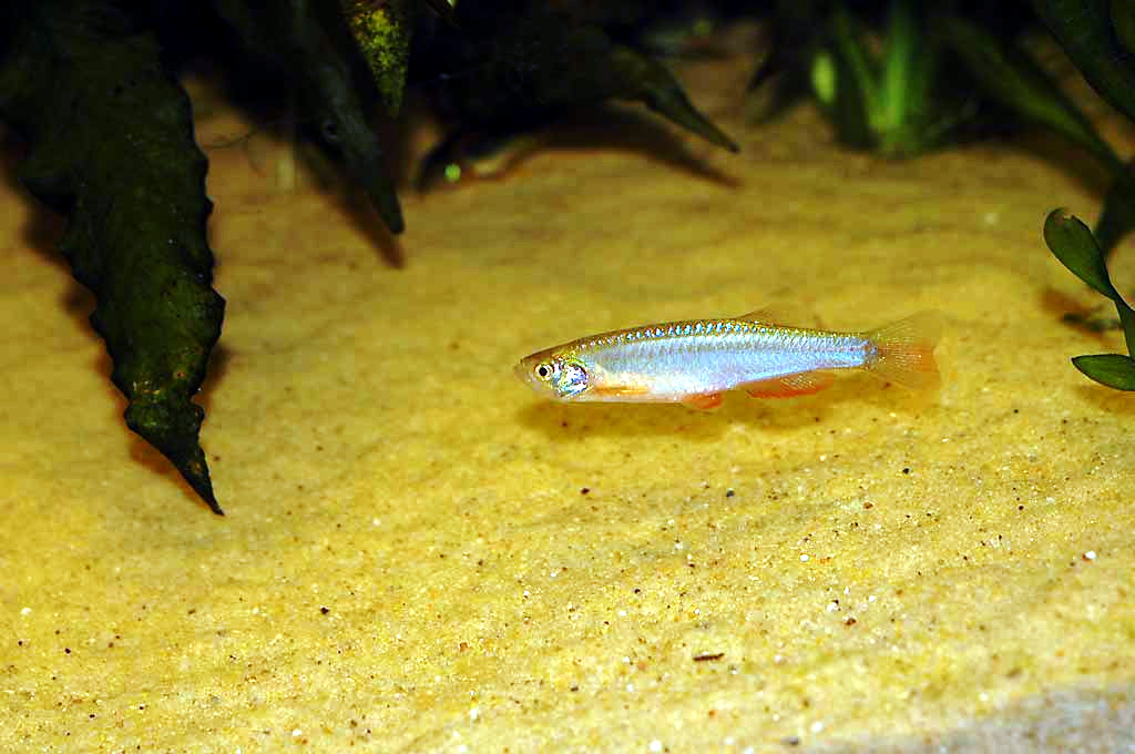 Pearl Danio