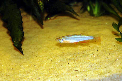 Pearl Danio