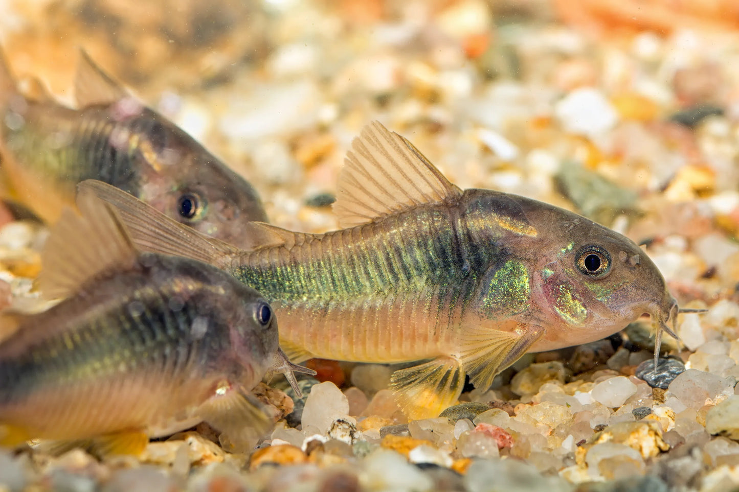Emerald Green Corydora