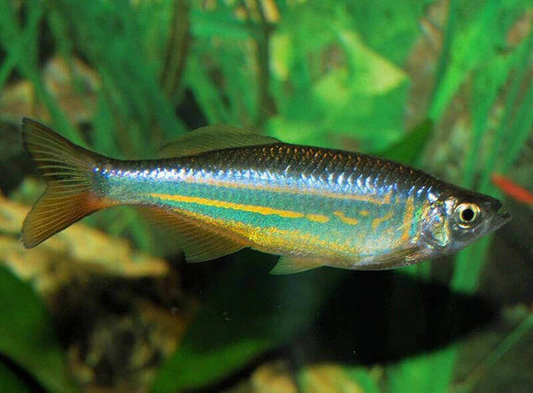 Danios