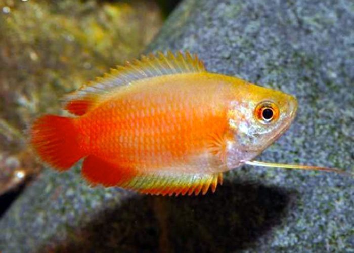 Dwarf Honey Gourami