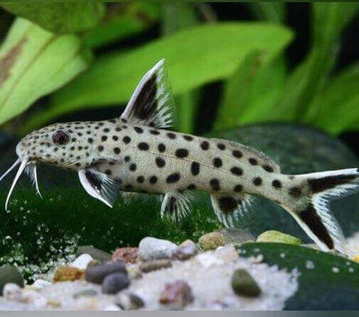 Dwarf Petricola Synodontis Catfish.