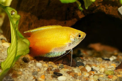 Dwarf Honey Gourami