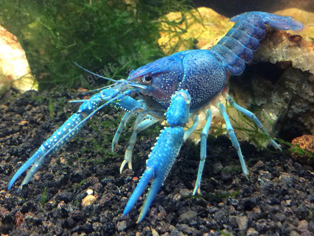 Electric Blue Crayfish