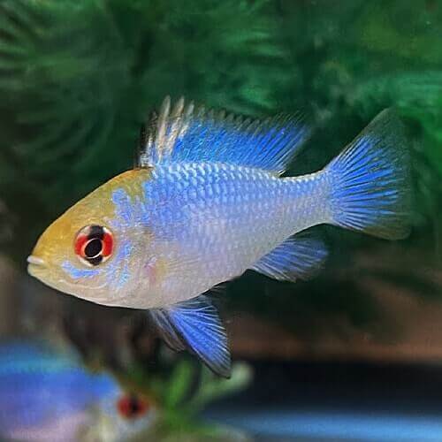 Electric Blue Ram