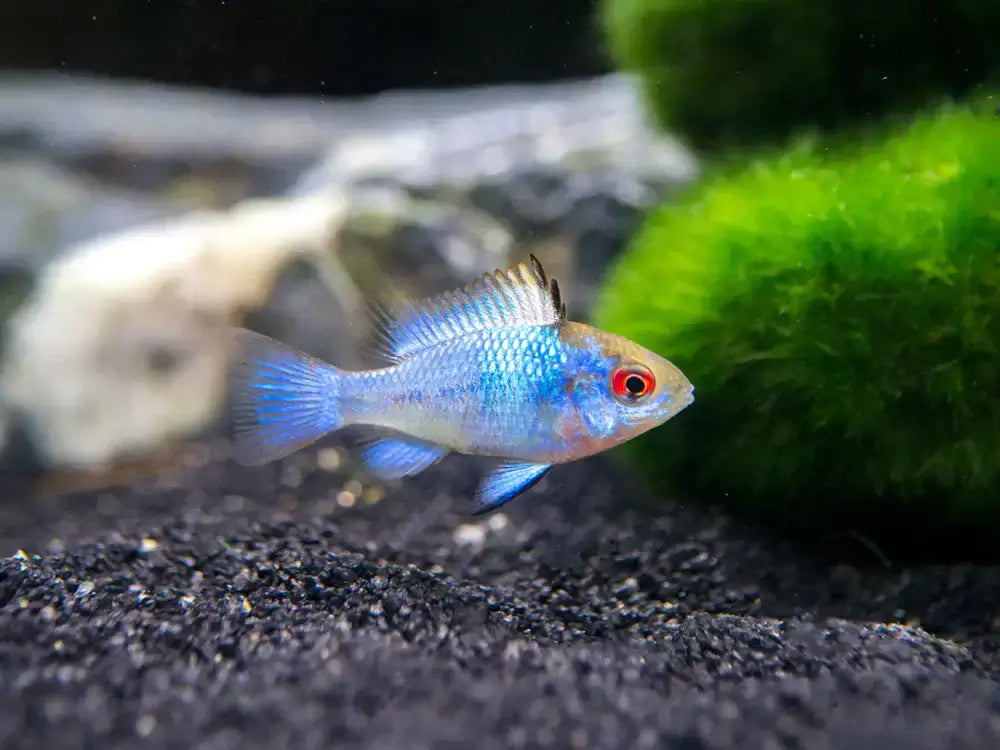 Electric Blue Ram