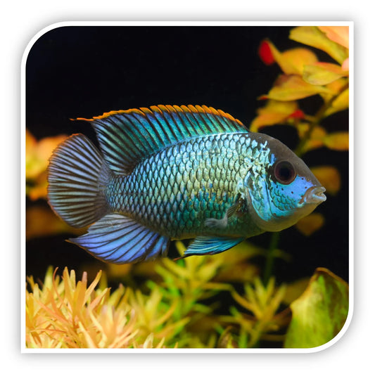 Electric Blue Acara