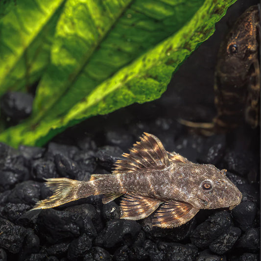 Clown Pleco L104