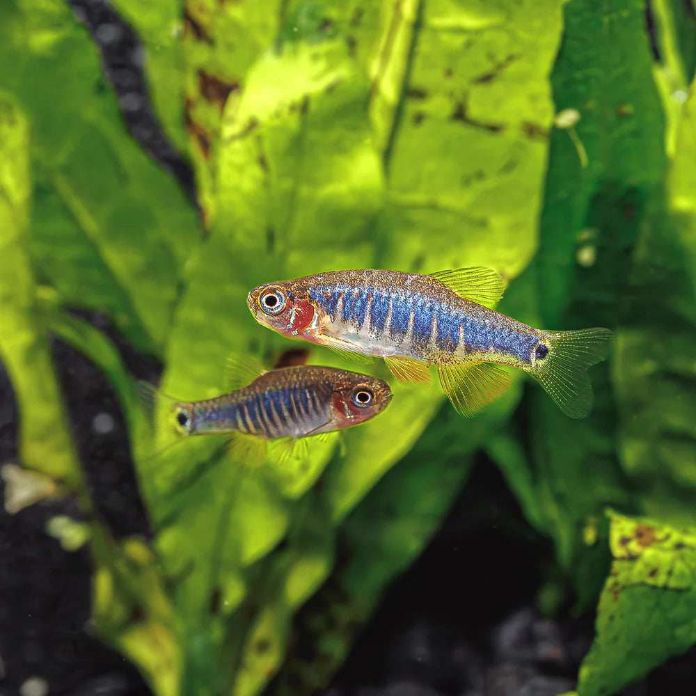 Danios