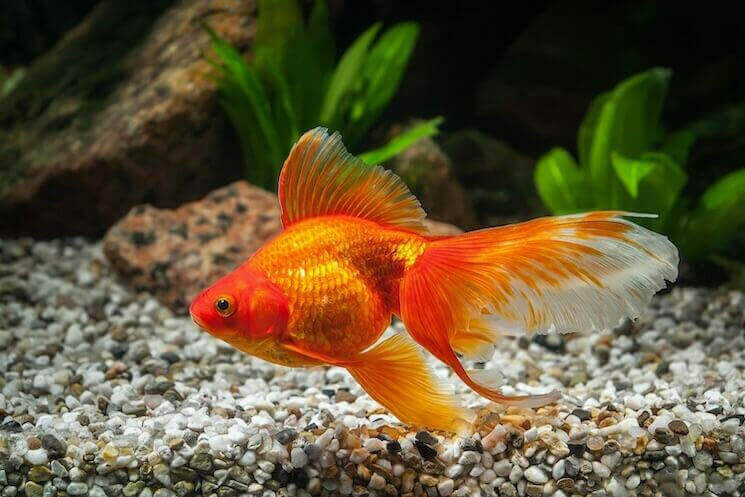 Fantail Goldfish, Red.