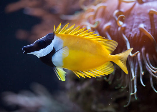 Foxface Fish