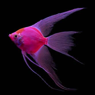 Starfire Red Angelfish