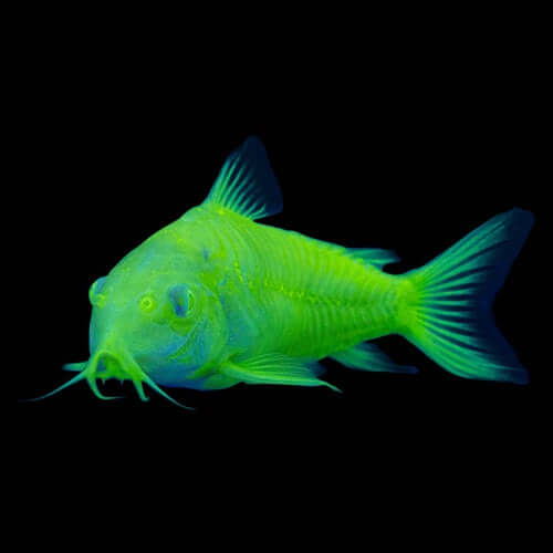 Electric Green Cory