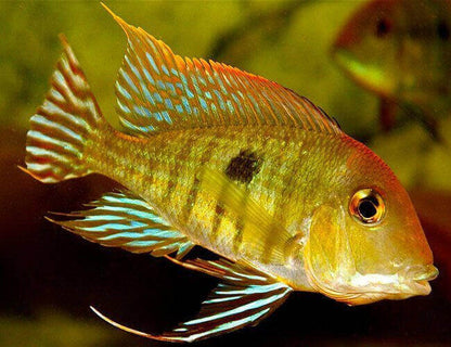 Red Head Tapajos.