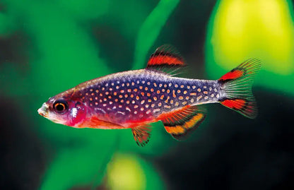 Celestial Pearl Danio.