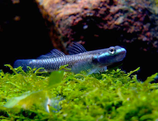Freshwater Neon Blue Goby