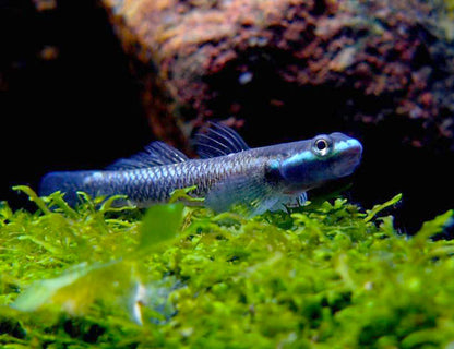 Freshwater Neon Blue Goby