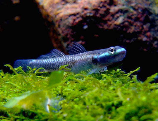 Freshwater Neon Blue Goby