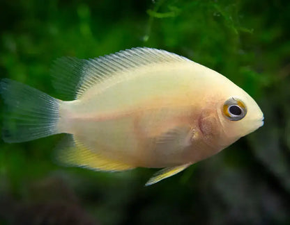 Gold Severum Cichild.