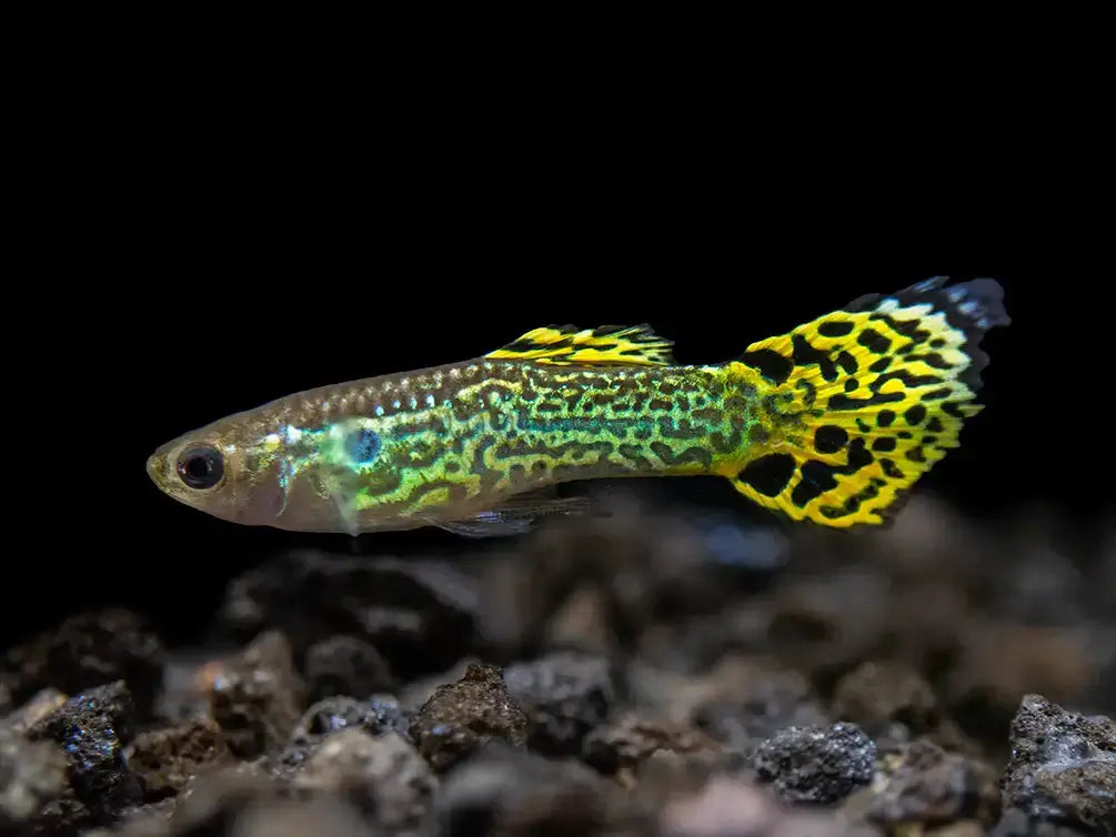 Green Cobra Guppy, Male.