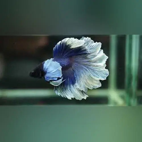 Rose Petal Betta