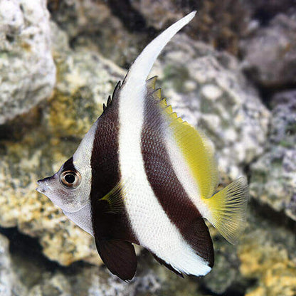 Black and White Butterflyfish.