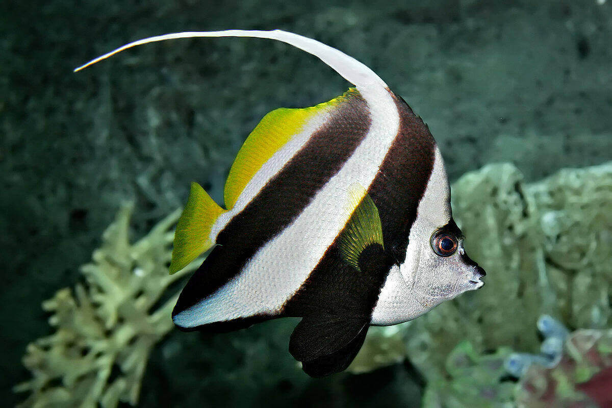 Black and White Butterflyfish.