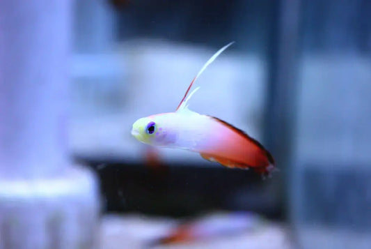 Firefish Goby