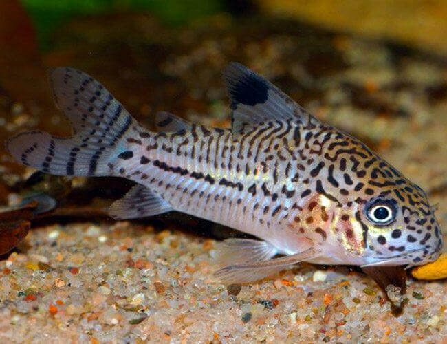 Leopard Cory Catfish.