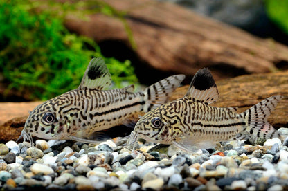 Leopard Cory Catfish.