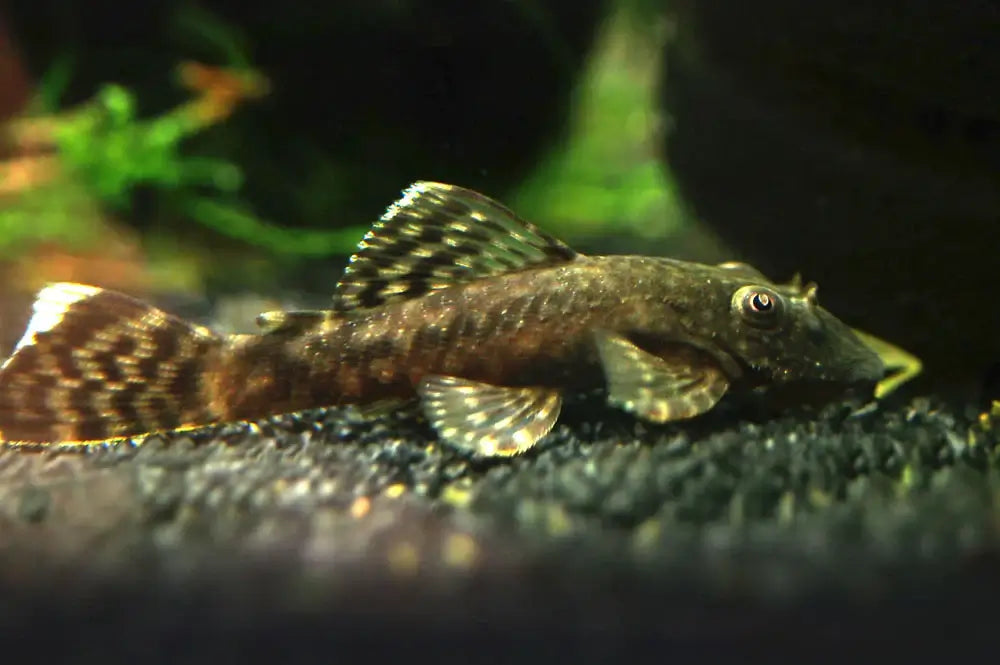 Bristlenose Pleco.