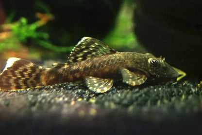 Bristlenose Pleco.