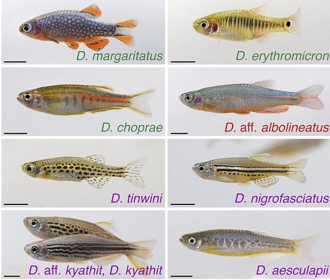 Danios
