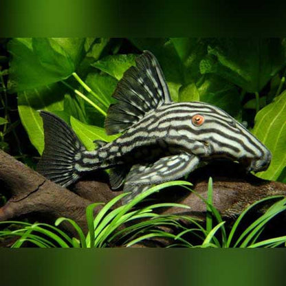 Royal Xing-gu Platinum (L-027) Plecostomus