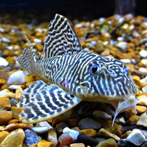 King Tiger Pleco L-066