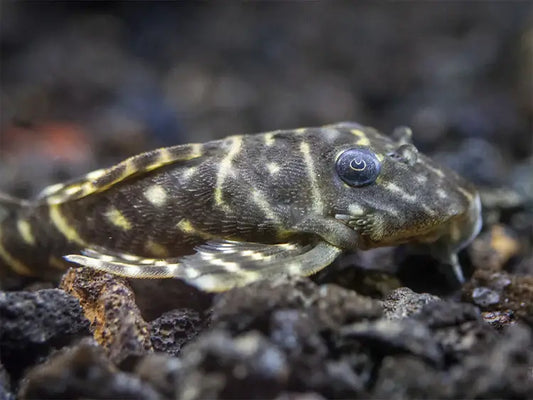 Orinoco Zebra Pleco L-129