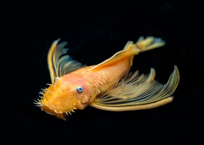 Longfin Blue Eye Lemon Bristlenose Pleco.