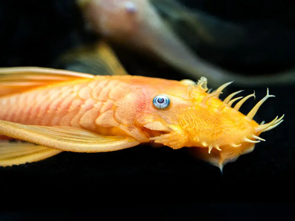 Longfin Blue Eye Lemon Bristlenose Pleco.