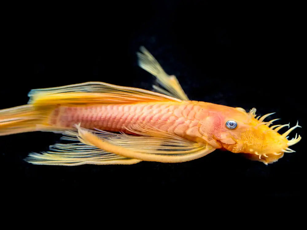 Longfin Blue Eye Lemon Bristlenose Pleco.