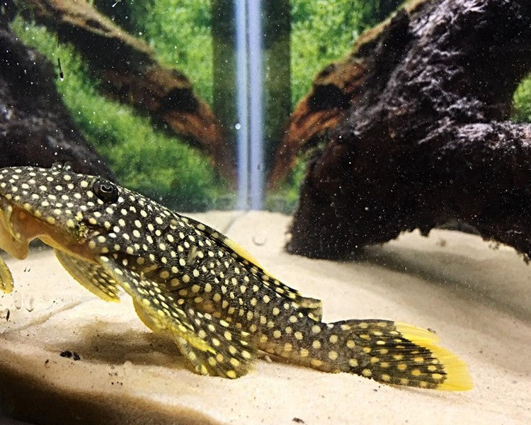 Gold Nugget Plecostomus