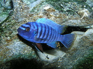 Blue Zebra Mbuna Cichild.