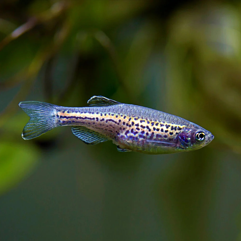 Danios
