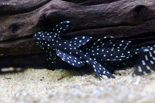 Galaxy (L-240) Plecostomus