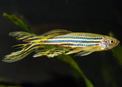 Danios